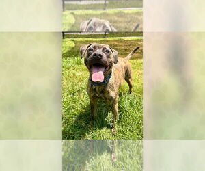 Mutt Dogs for adoption in Weaverville, NC, USA
