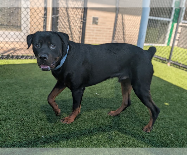 Medium Photo #2 Rottweiler Puppy For Sale in Hillsboro, NH, USA
