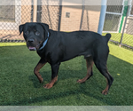 Small #1 Rottweiler