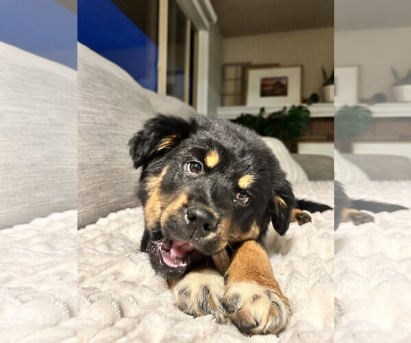 Medium Photo #1 Mutt Puppy For Sale in Polson, MT, USA