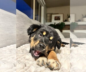 Mutt Dogs for adoption in Polson, MT, USA