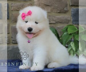 Samoyed Puppy for sale in LEOLA, PA, USA