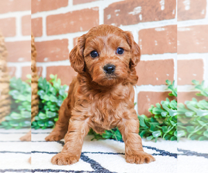 Cavapoo Puppy for Sale in SYRACUSE, Indiana USA