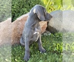 Small #4 Great Dane
