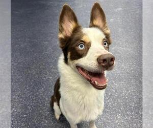 Border Collie-Unknown Mix Dogs for adoption in Anchorage, AK, USA