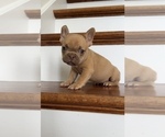 Small #1 French Bulldog