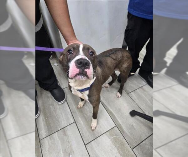 Medium Photo #1 American Bulldog-Unknown Mix Puppy For Sale in Mobile, AL, USA