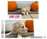 Puppy Pink Goldendoodle