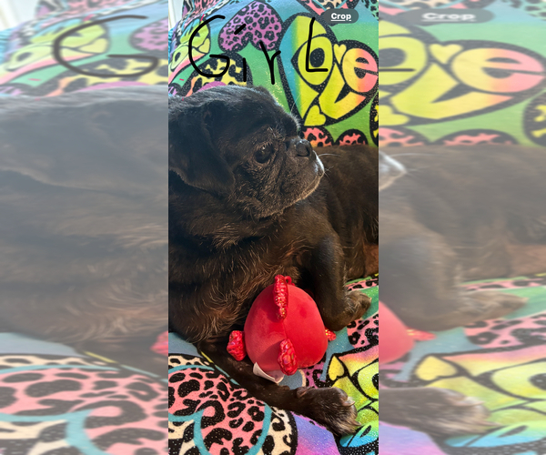 Medium Photo #7 Pug Puppy For Sale in FREDERICKSBURG, VA, USA