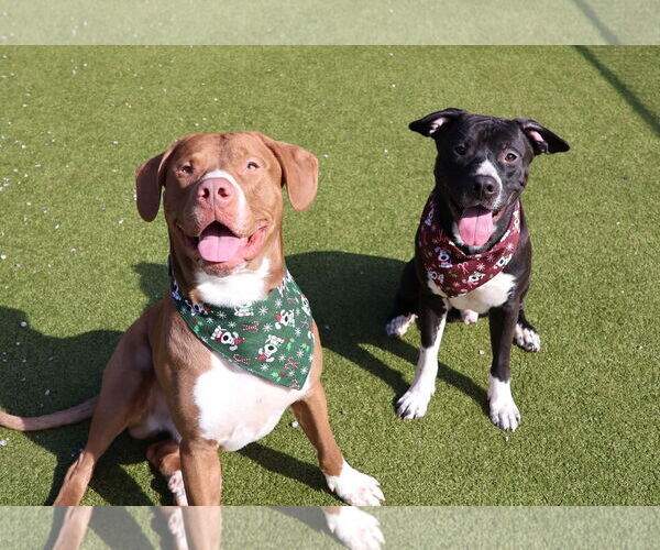 Medium Photo #5 Mutt Puppy For Sale in Rockaway, NJ, USA