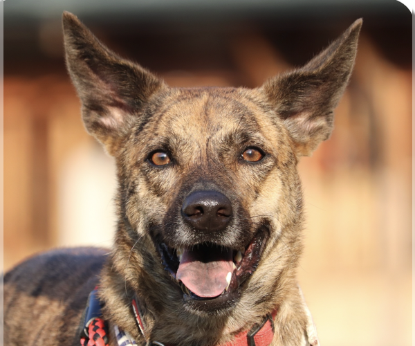 Medium Photo #1 Mutt Puppy For Sale in San Ramon, CA, USA