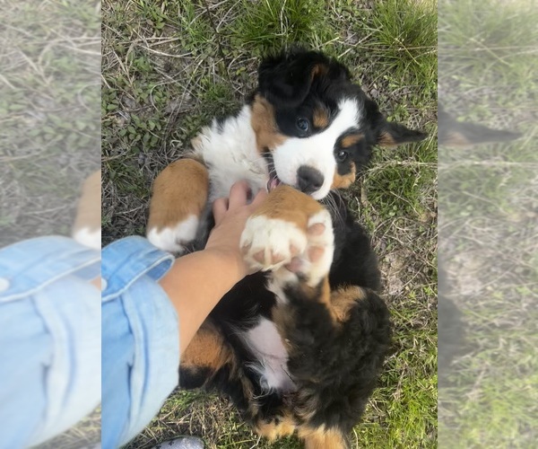 Medium Photo #2 Bernese Mountain Dog Puppy For Sale in MIDDLESEX, NC, USA