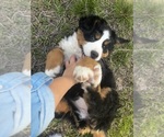 Small #1 Bernese Mountain Dog
