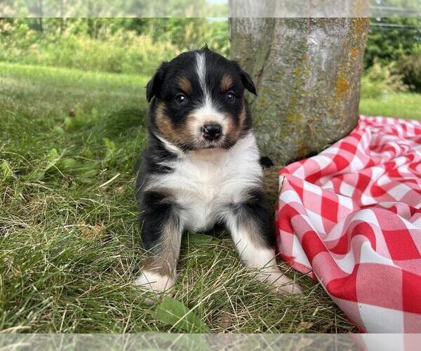 Medium Photo #3 Australian Shepherd Puppy For Sale in JEROMESVILLE, OH, USA
