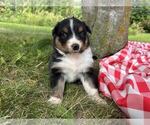Small #2 Australian Shepherd