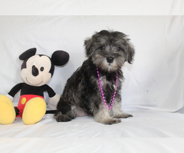 Medium Photo #3 Schnauzer (Miniature) Puppy For Sale in BROOKSVILLE, FL, USA