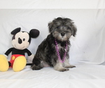 Small #2 Schnauzer (Miniature)