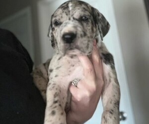 Great Dane Puppy for Sale in AMARILLO, Texas USA