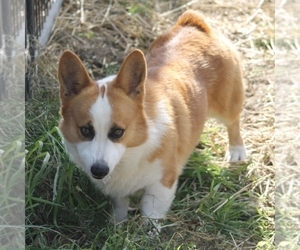 Father of the Pembroke Welsh Corgi puppies born on 02/09/2022