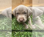 Small #6 Labrador Retriever