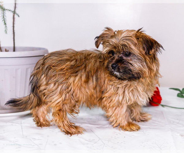 Medium Photo #13 Shorkie Tzu Puppy For Sale in WAKARUSA, IN, USA