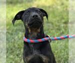 Small #1 Boxer Mix
