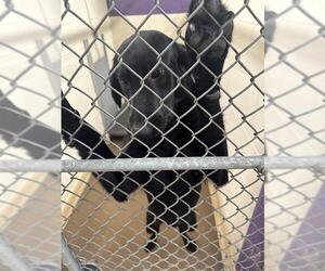 Labrador Retriever-Unknown Mix Dogs for adoption in Anchorage, AK, USA