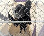 Small Labrador Retriever Mix