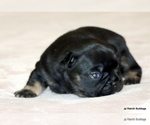 Small Photo #41 French Bulldog Puppy For Sale in WINNSBORO, TX, USA