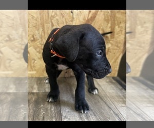 Great Dane Puppy for sale in MARSHVILLE, NC, USA