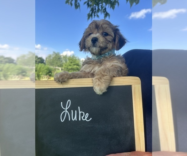 Medium Photo #2 Yo-Chon Puppy For Sale in BELFAST, OH, USA