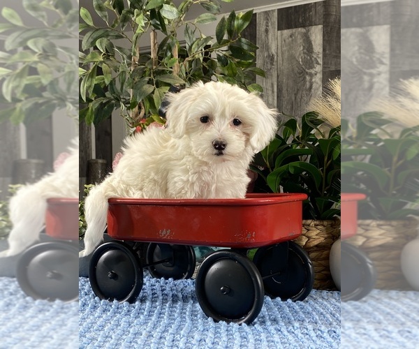 Medium Photo #5 Coton de Tulear Puppy For Sale in CANOGA, NY, USA