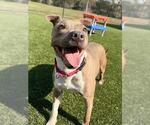 Small American Pit Bull Terrier Mix