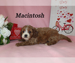 Small Photo #11 Cavapoo Puppy For Sale in CHANUTE, KS, USA