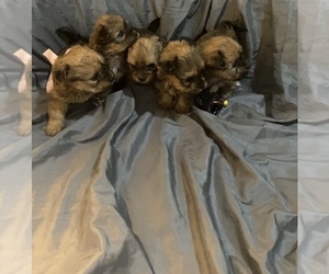 Shorkie Tzu Puppy for sale in BEAUMONT, TX, USA