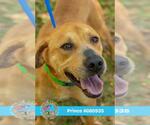 Small #1 Labrador Retriever Mix