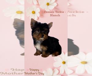 Dachshund Puppy for sale in AZLE, TX, USA