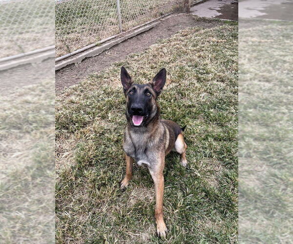 Medium Photo #4 Mutt Puppy For Sale in Imlay City, MI, USA