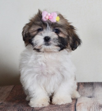 Medium Photo #1 Zuchon Puppy For Sale in WARSAW, IN, USA