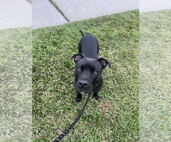 Medium Photo #3 Mutt Puppy For Sale in Sanford, FL, USA
