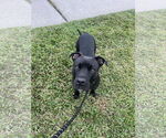 Small #2 Mutt