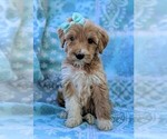 Small Photo #1 Goldendoodle-Poodle (Standard) Mix Puppy For Sale in LANCASTER, PA, USA