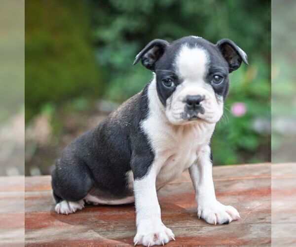 Medium Photo #3 Boston Terrier Puppy For Sale in MANHEIM, PA, USA