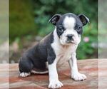 Small #2 Boston Terrier