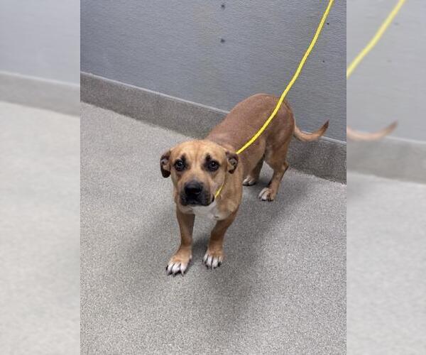 Medium Photo #1 Mutt Puppy For Sale in Las Vegas, NV, USA