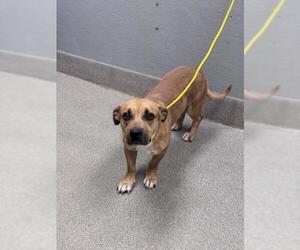 Mutt Dogs for adoption in Las Vegas, NV, USA