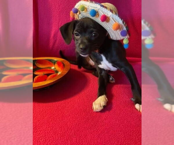 Medium Photo #1 Chihuahua-Unknown Mix Puppy For Sale in New London, WI, USA