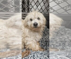 Poodle (Miniature)-Unknown Mix Dogs for adoption in Studio City, CA, USA