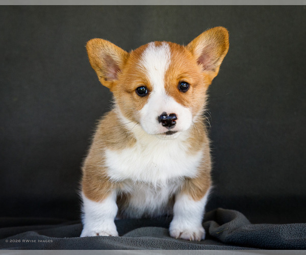 Medium Photo #2 Pembroke Welsh Corgi Puppy For Sale in WAKARUSA, IN, USA