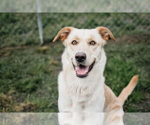 Labrador Retriever Dogs for adoption in Longview, WA, USA